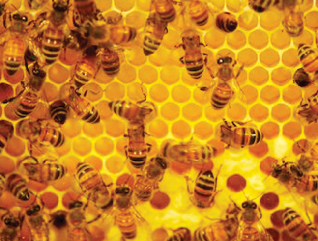 Catching Flies With Honey: St. Mellitus of Canterbury